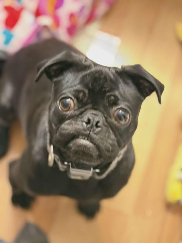 Enlarge Girly, a Adoptable Pug in Santa Rosa, CA image 3/4