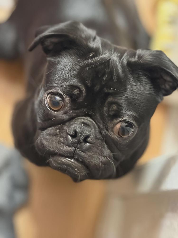 Enlarge Girly, a Adoptable Pug in Santa Rosa, CA image 4/4