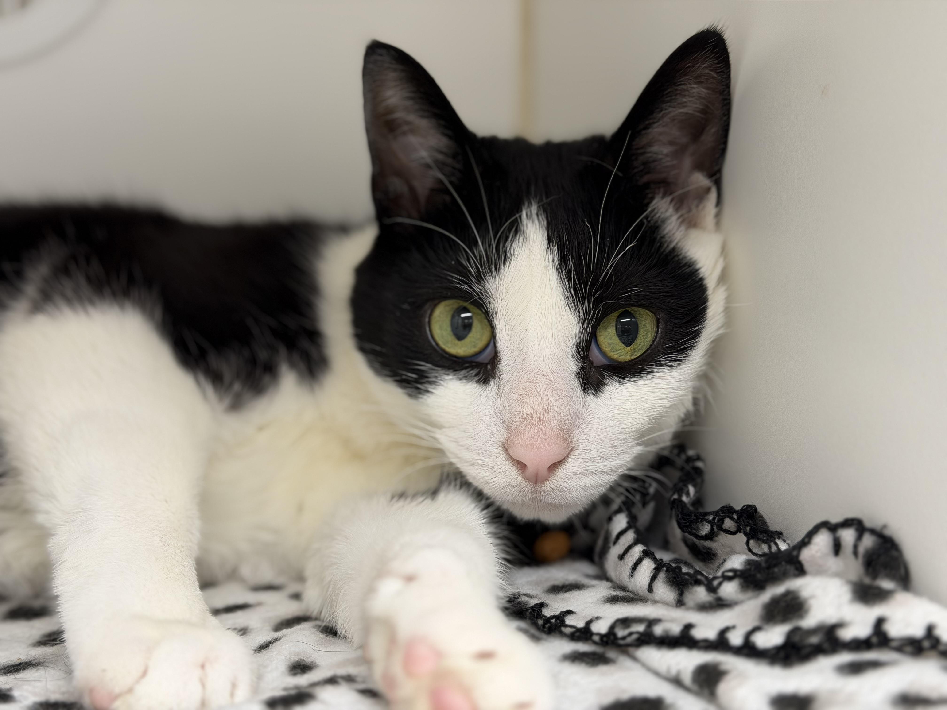 Tabasco, adopted, Adult Female Domestic Short Hair.