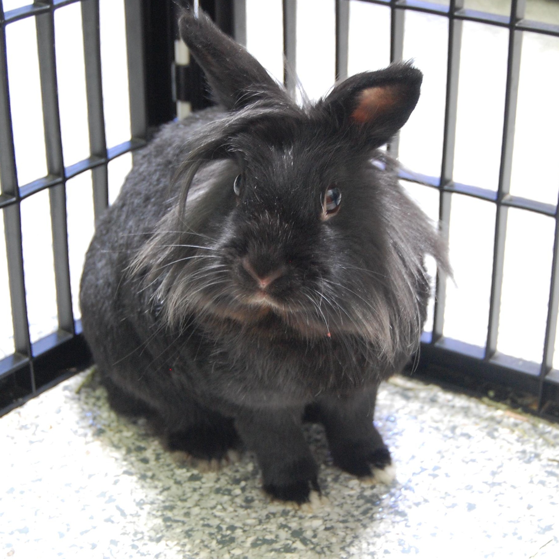 Enlarge Pepper, a Adoptable Lionhead in Libertyville, IL image 4/4