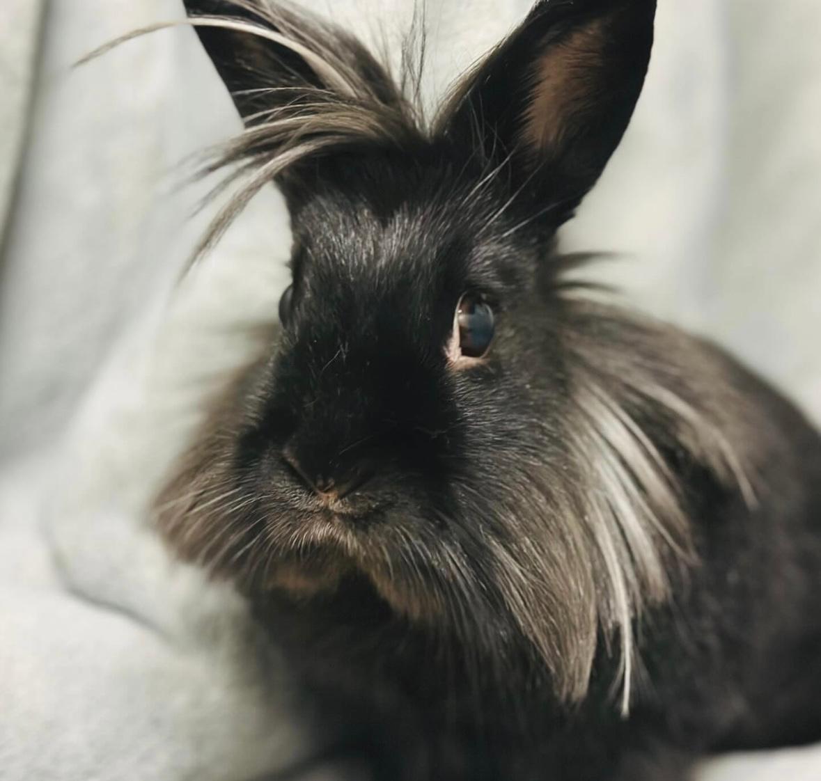 Enlarge Pepper, a Adoptable Lionhead in Libertyville, IL image 2/4