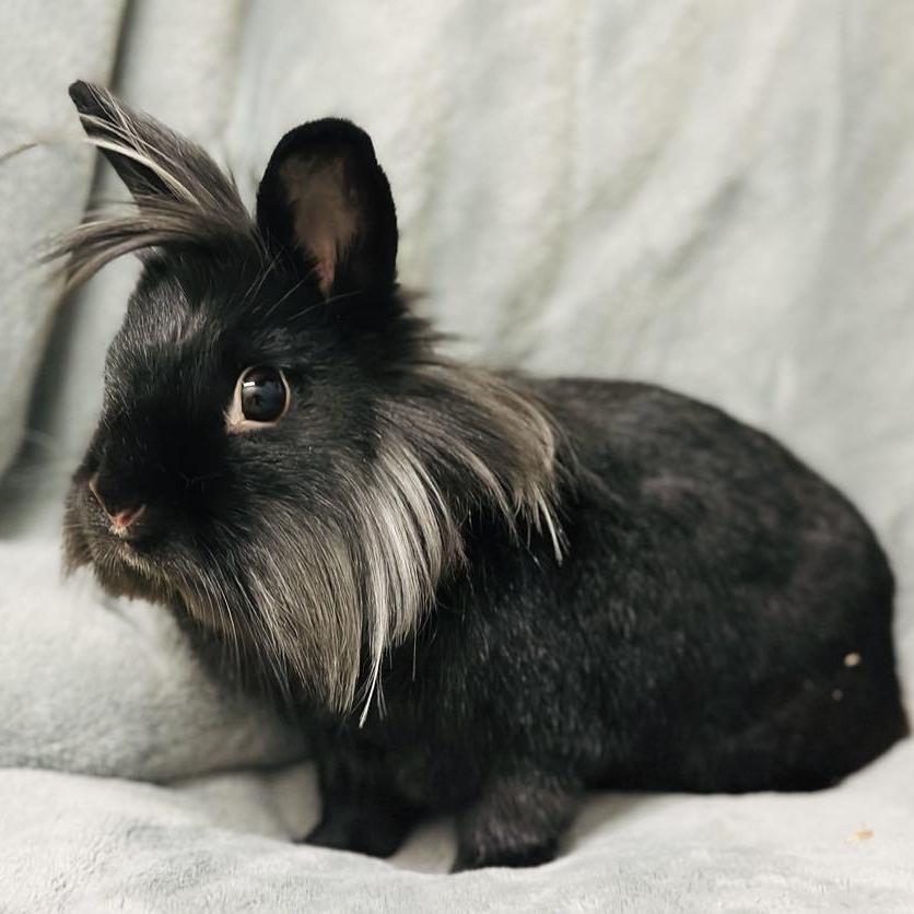Pepper, Adoptable, Adult Female Lionhead.