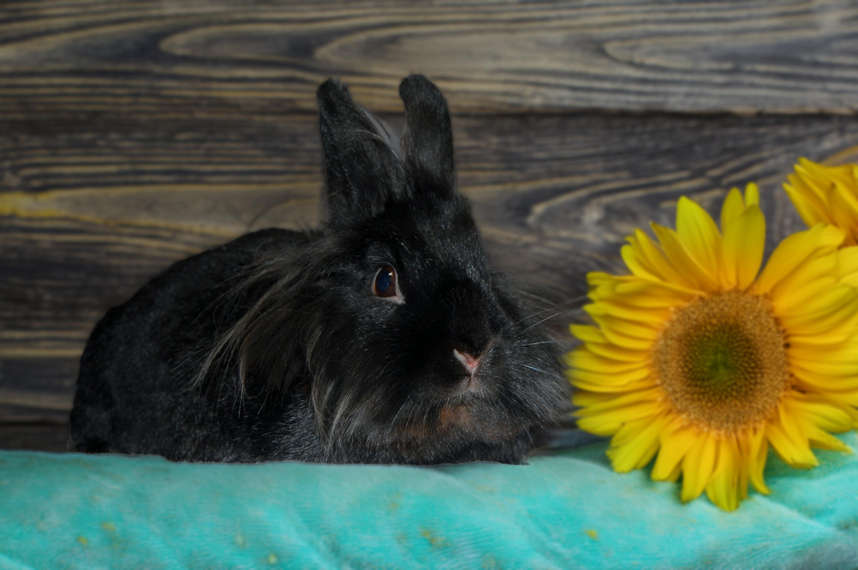Enlarge Pepper, a Adoptable Lionhead in Libertyville, IL image 3/4