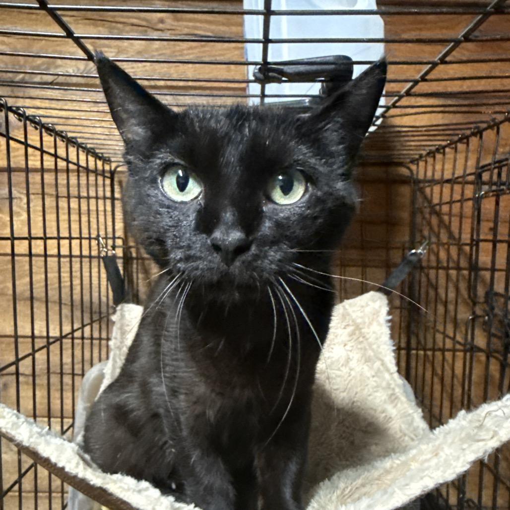 Carver, Adoptable, Young Female Domestic Short Hair.