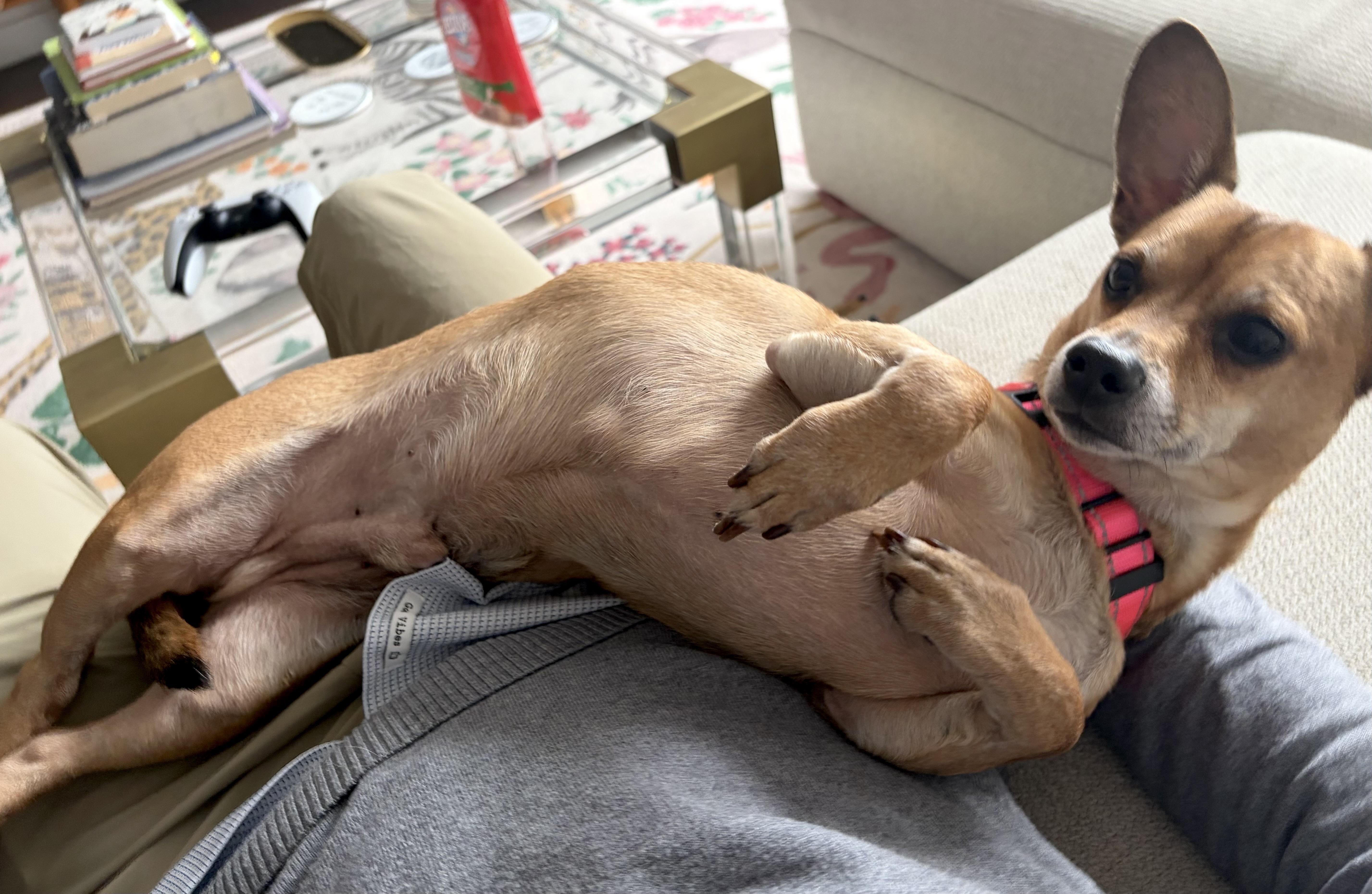 Enlarge Billings, a Adoptable mixed breed in Brooklyn, NY image 5/6