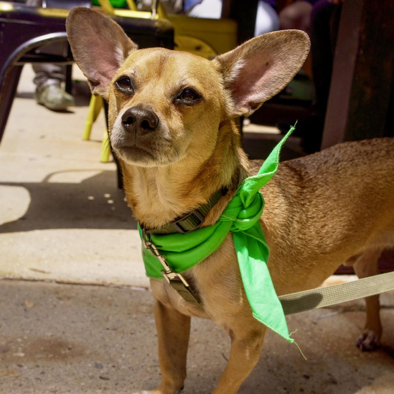 Enlarge Billings, a Adoptable mixed breed in Brooklyn, NY image 1/6