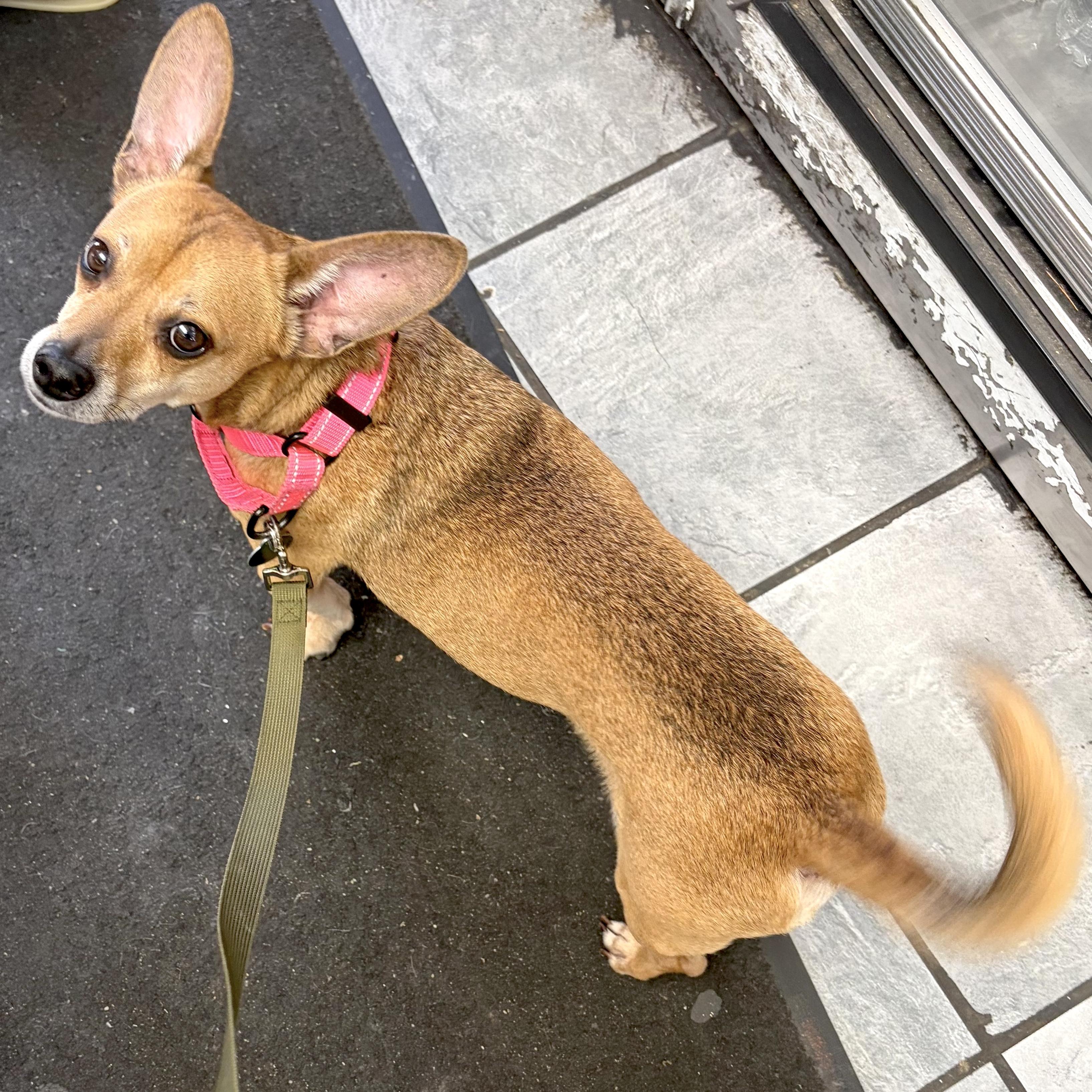 Enlarge Billings, a Adoptable mixed breed in Brooklyn, NY image 2/6