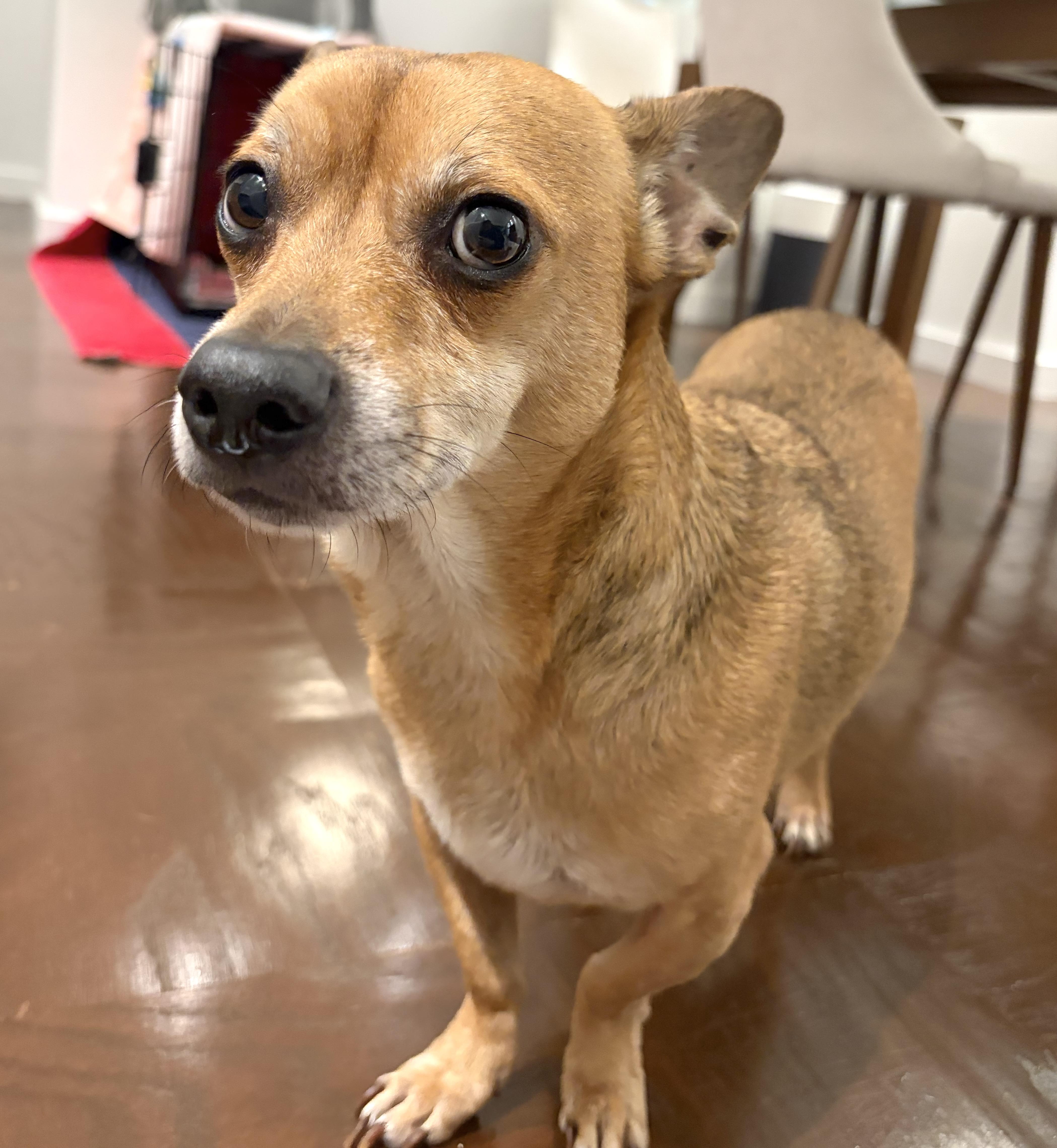 Enlarge Billings, a Adoptable mixed breed in Brooklyn, NY image 4/6