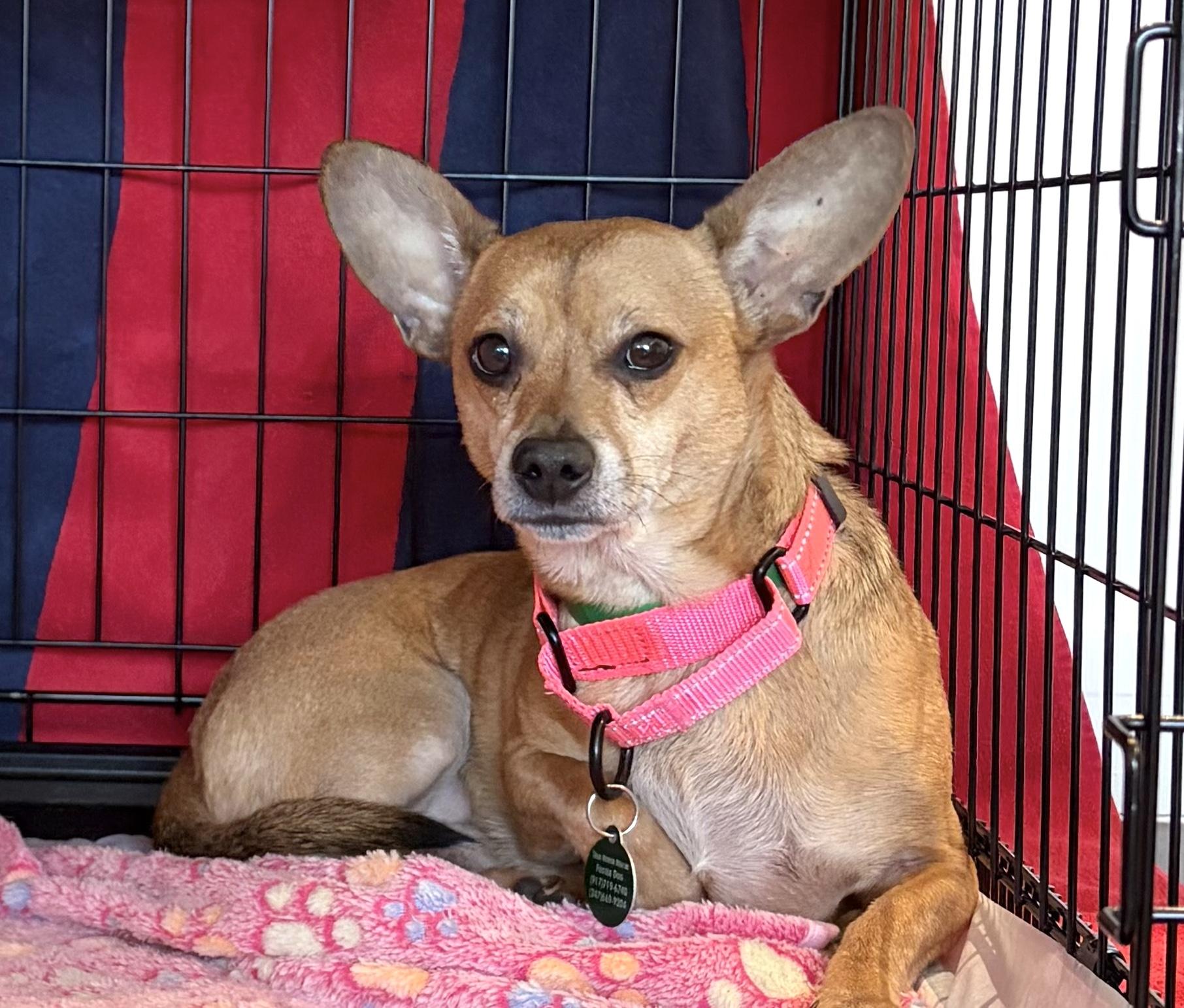 Enlarge Billings, a Adoptable mixed breed in Brooklyn, NY image 6/6