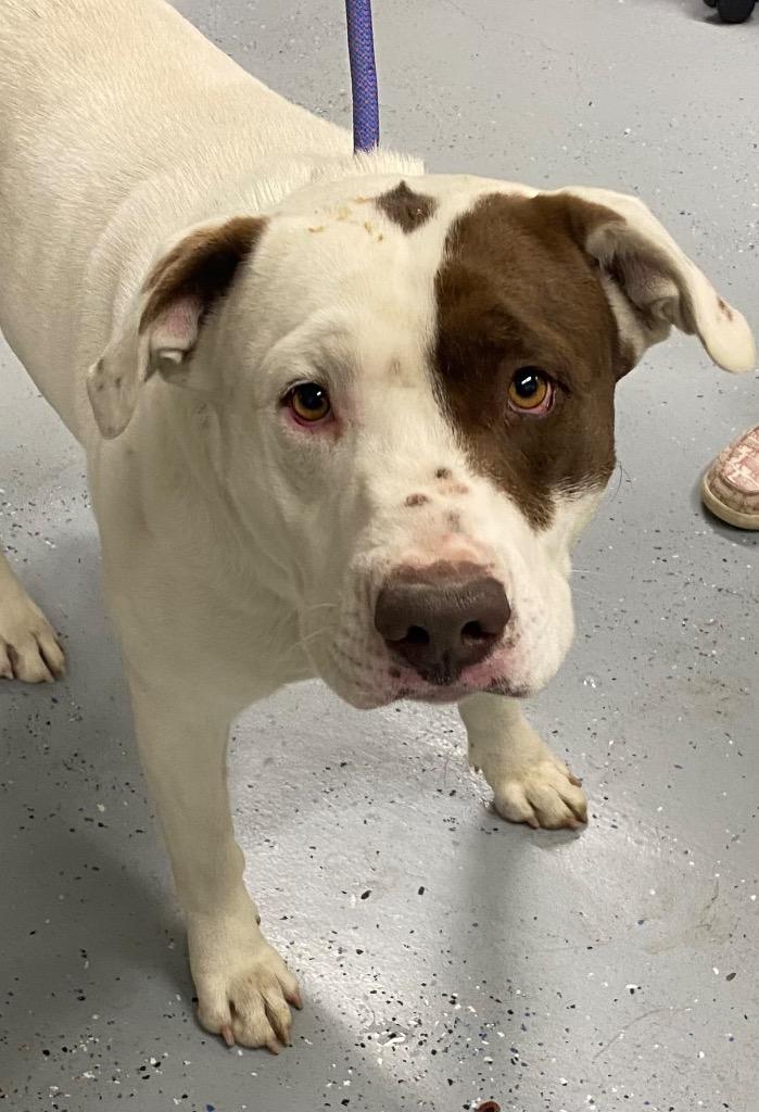 Enlarge Ely, a Adoptable Mixed Breed in Beebe, AR image 1/1