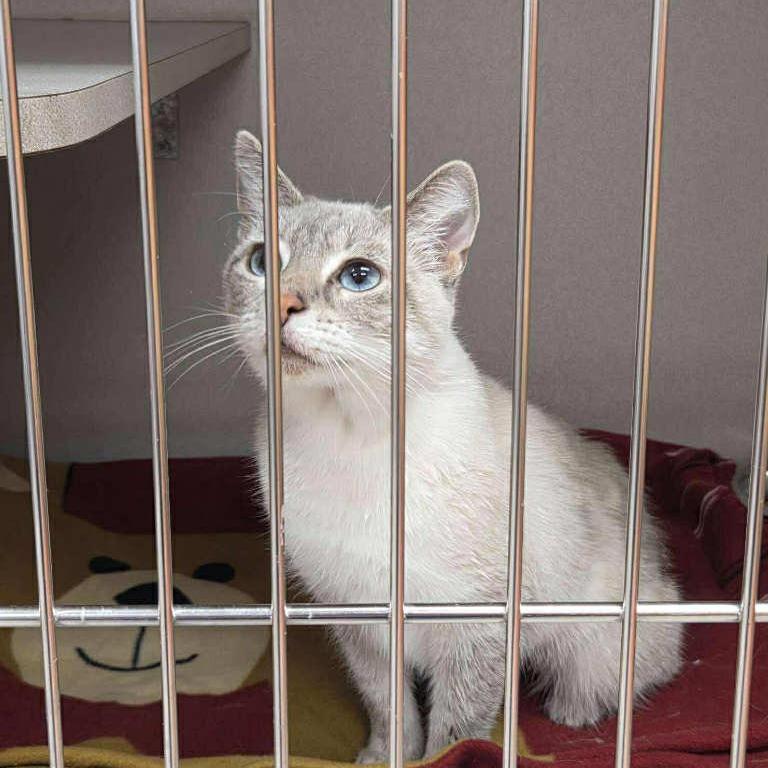 Enlarge Taylor, a Adoptable mixed breed in Winchester, VA image 1/1