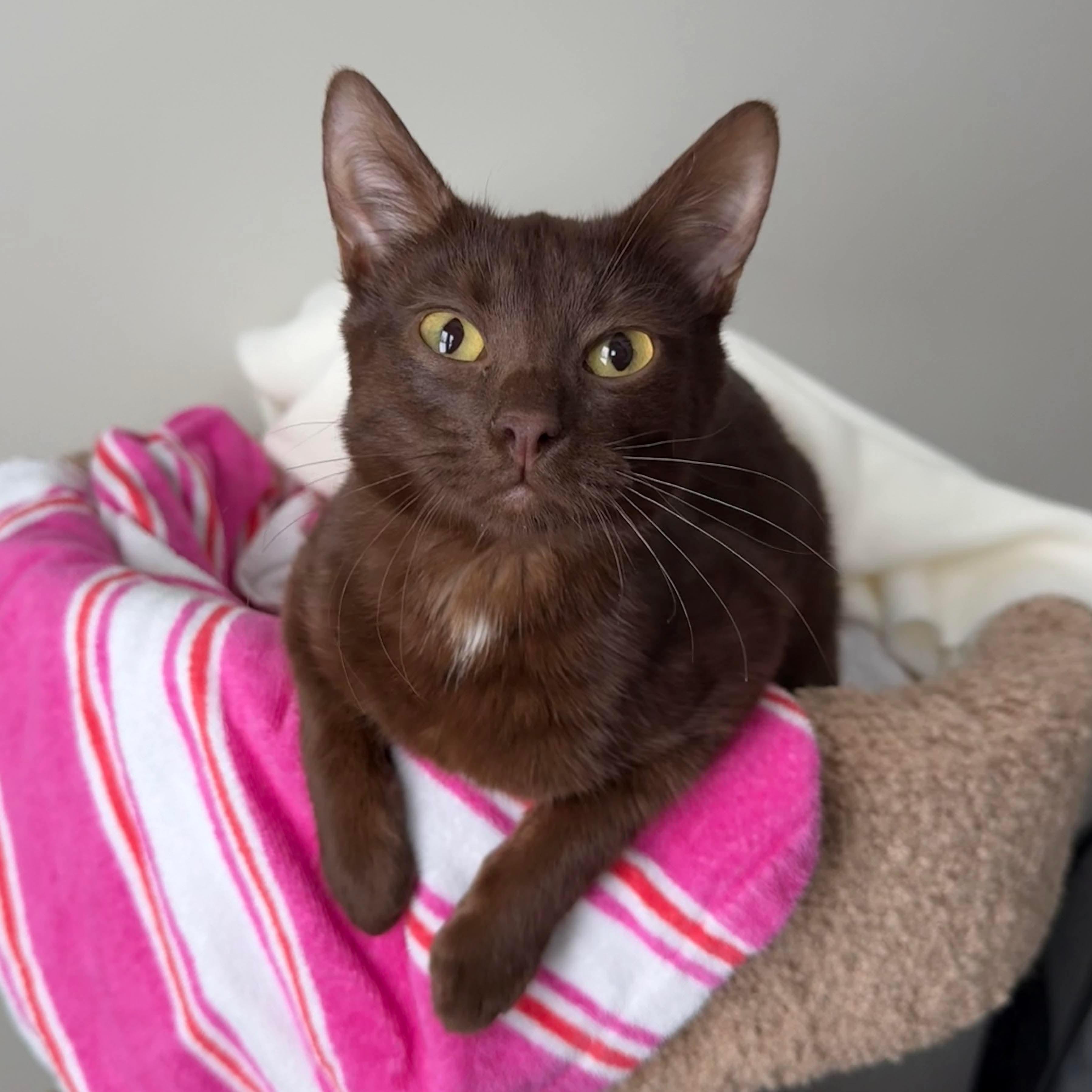 Enlarge Tootsie Roll, an adopted Domestic Short Hair in Massillon , OH image 1/1