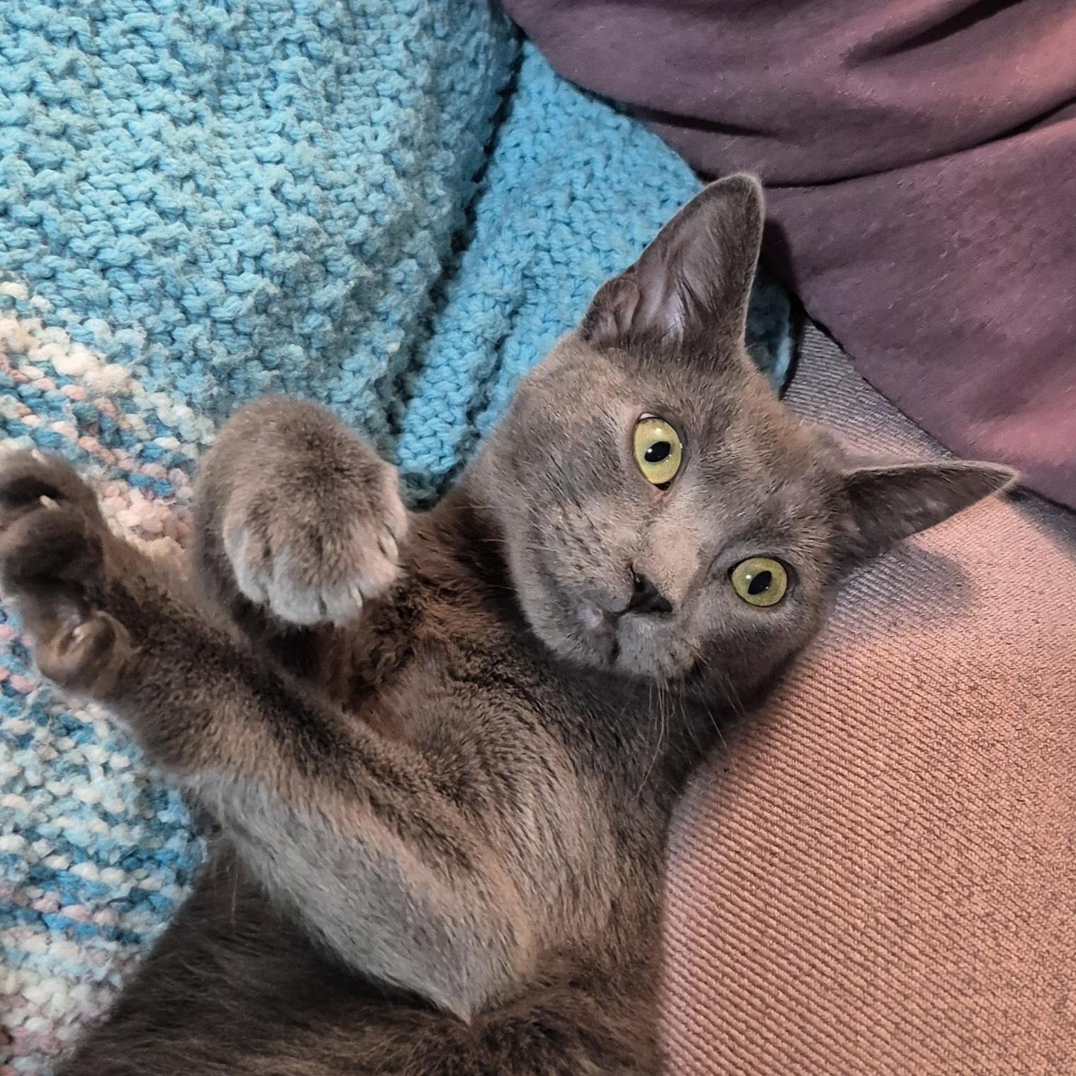 Enlarge Skylar, a ADOPTABLE Domestic Short Hair in Raritan, NJ image 2/3