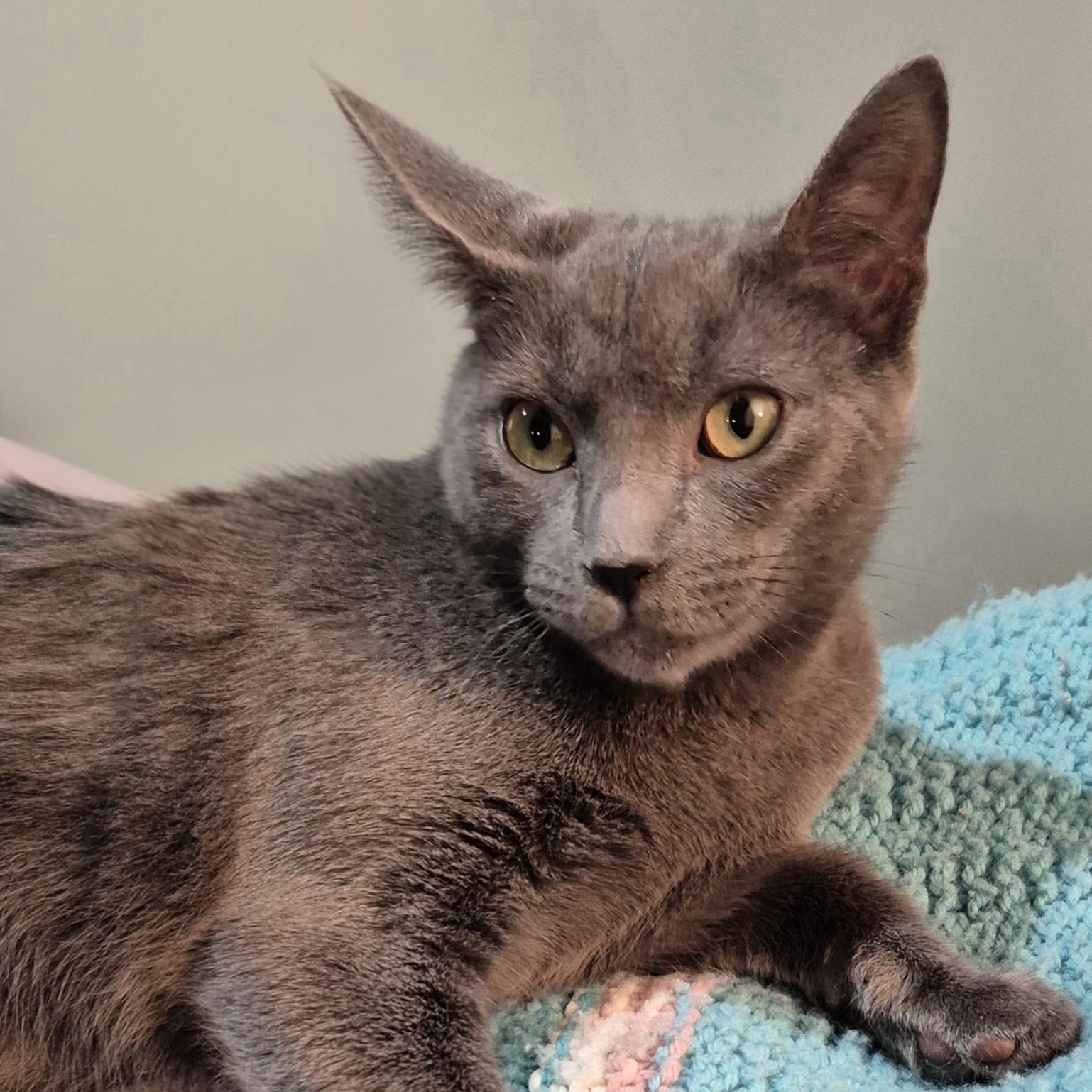 Enlarge Skylar, a ADOPTABLE Domestic Short Hair in Raritan, NJ image 3/3