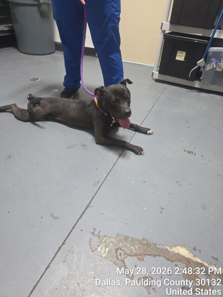 Enlarge 26-05-1481 Valerie, a Adoptable mixed breed in Dallas, GA image 1/1