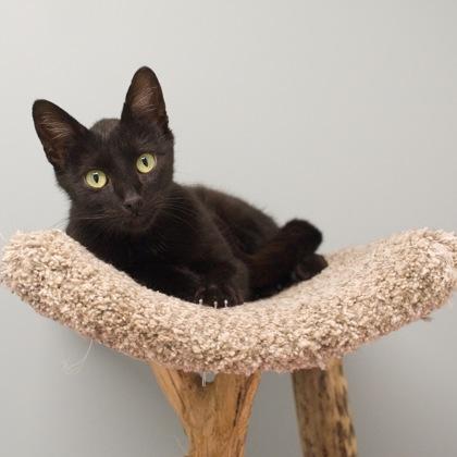 Lizzy, a Adoptable mixed breed in Verona, WI image 2/3