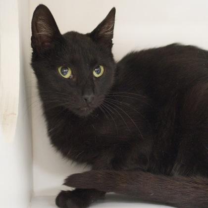 Lizzy, a Adoptable mixed breed in Verona, WI image 3/3