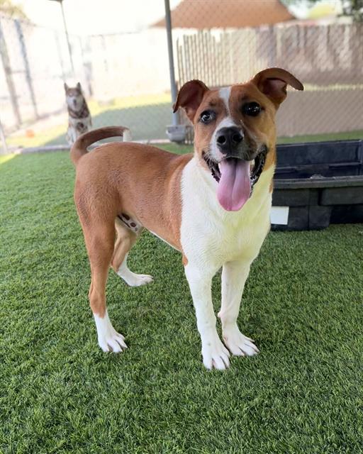 BILLY, Adoptable, Young Male Pit Bull Terrier & Mixed Breed.
