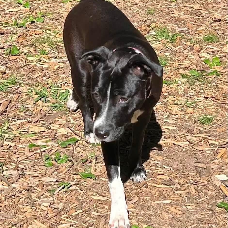 Precious, a ADOPTABLE mixed breed in McHenry, IL image 4/4