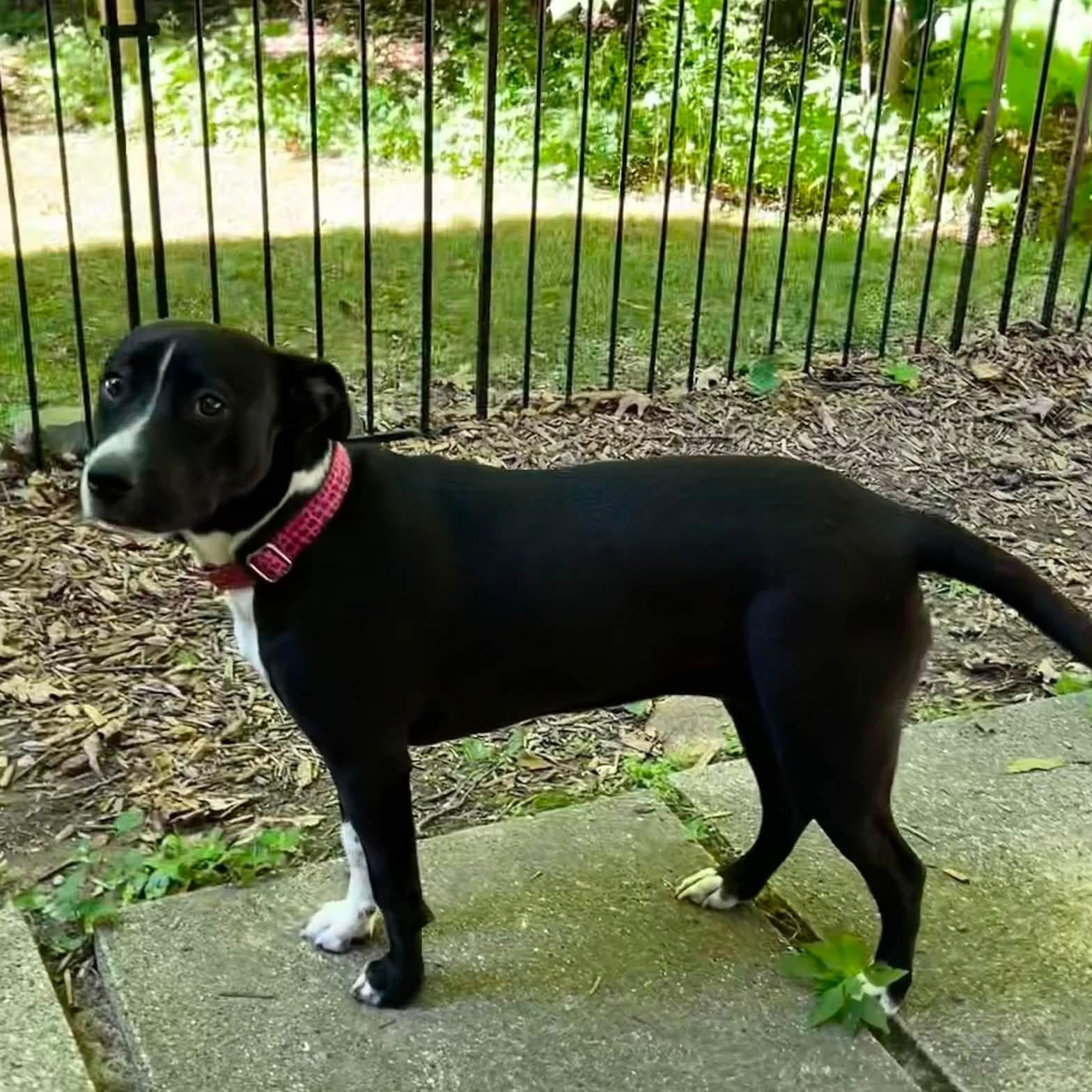Precious, a ADOPTABLE mixed breed in McHenry, IL image 3/4
