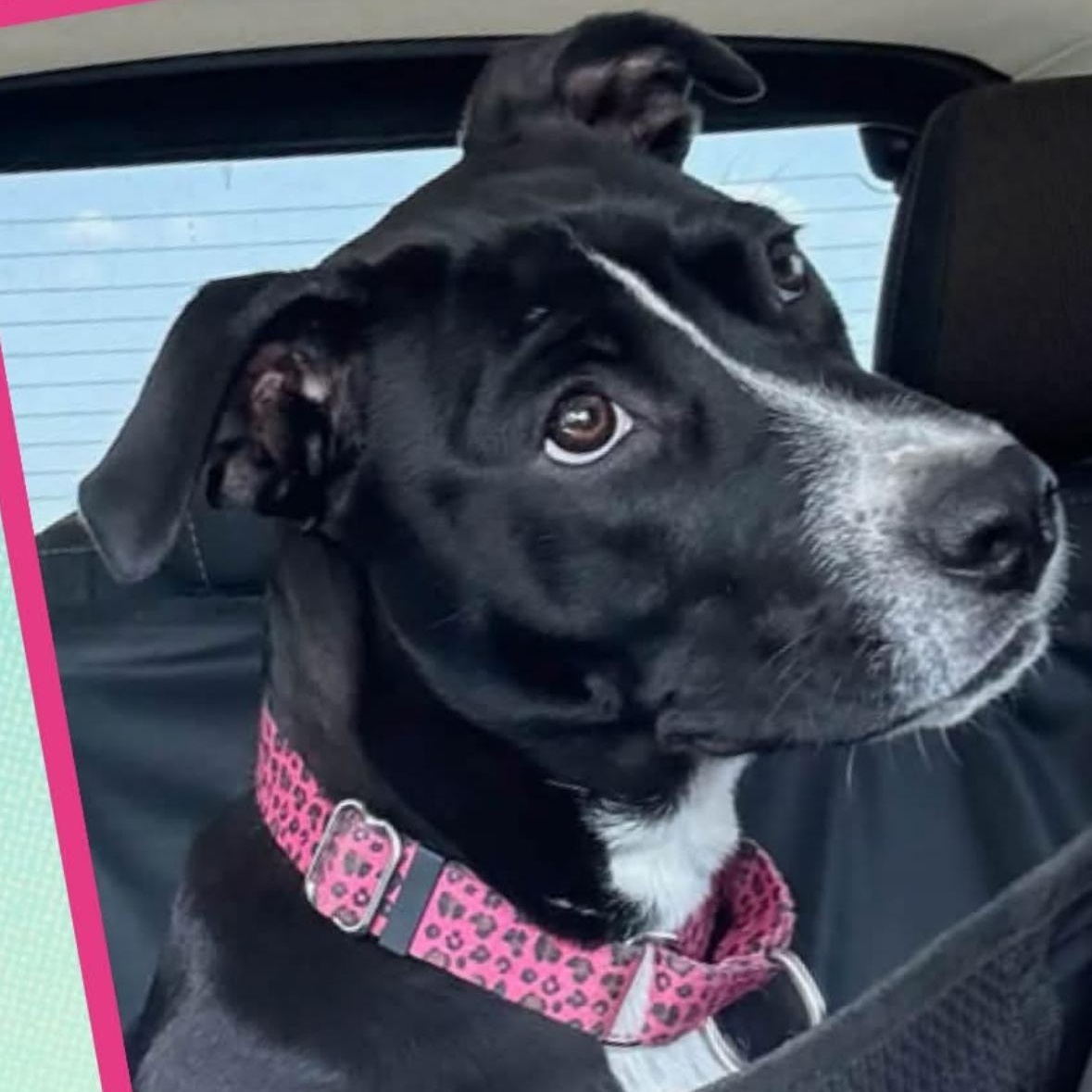 Precious, ADOPTABLE, Young Female Labrador Retriever & Pit Bull Terrier.