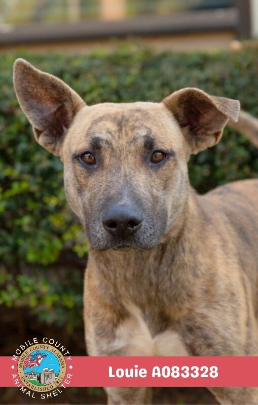 Louie, Adoptable, Adult Male Black Mouth Cur.