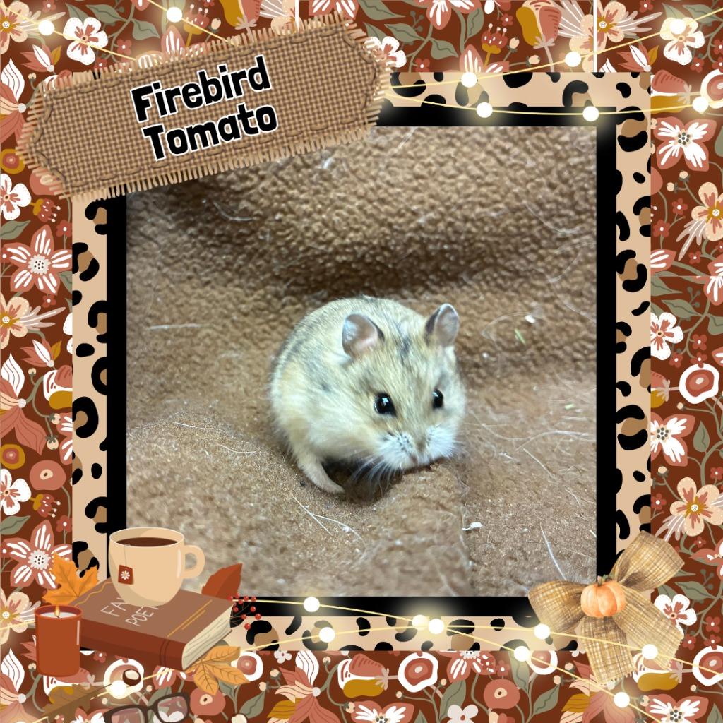 Firebird Tomato, Adoptable, Baby Female Hamster.