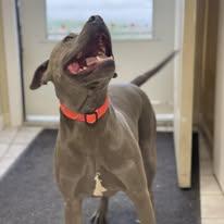 Enlarge Sukka, a ADOPTABLE mixed breed in North Kansas City, MO image 3/3