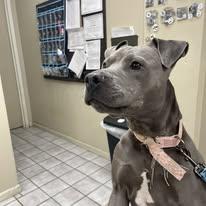 Sukka, ADOPTABLE, Adult Female Pit Bull Terrier.