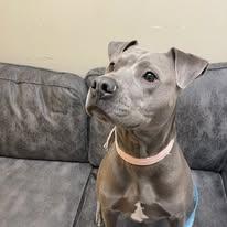 Sukka, ADOPTABLE, Adult Female Pit Bull Terrier.