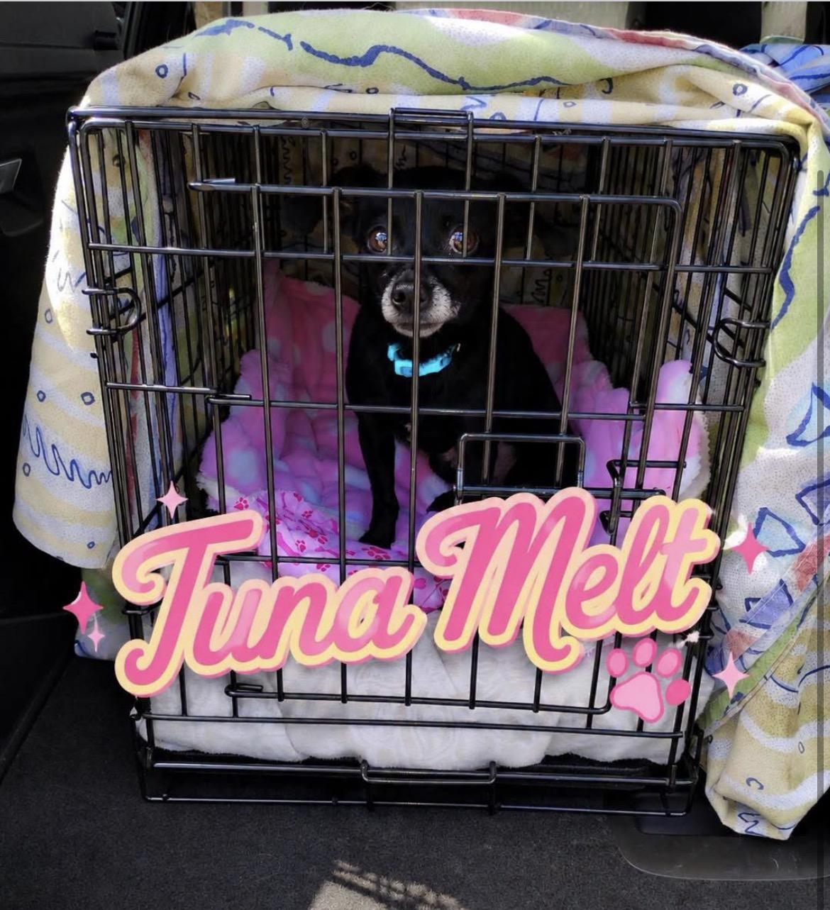Enlarge Annie (formerly known as Tuna Melt), a ADOPTABLE mixed breed in Powell Butte, OR image 1/1