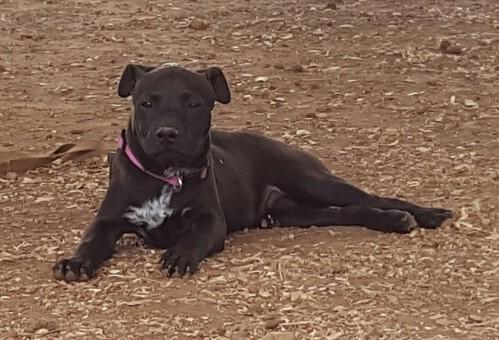 Enlarge Justin, a Adoptable Labrador Retriever in Hearne, TX image 1/1