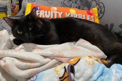 Bruce 51461, ADOPTABLE, Adult Male Domestic Medium Hair.