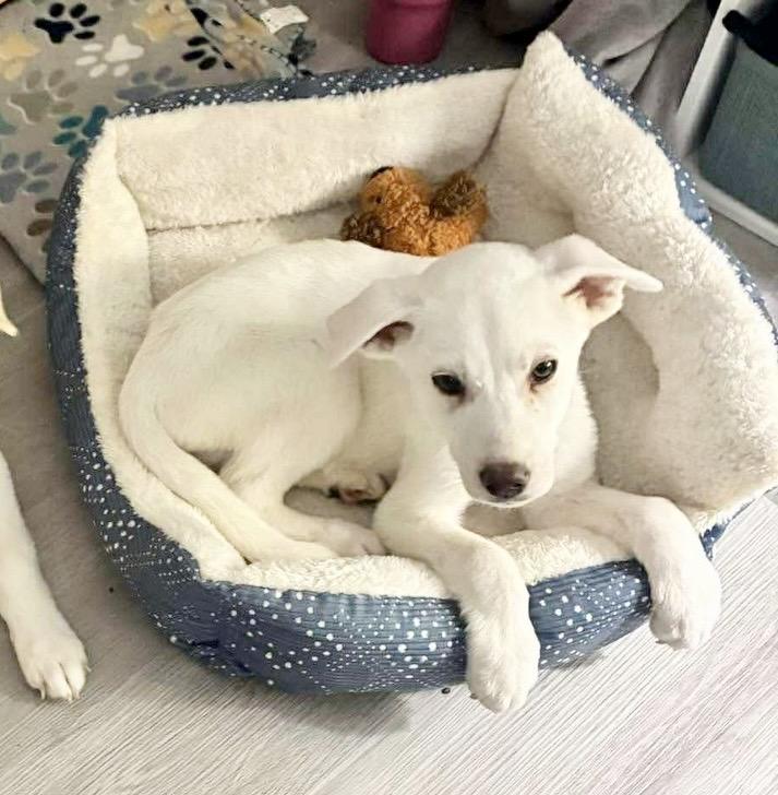 Gojo, an adopted mixed breed in Waterford, CT image 4/6