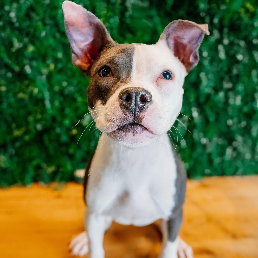 Iris, ADOPTABLE, Young Female Pit Bull Terrier & Boston Terrier.