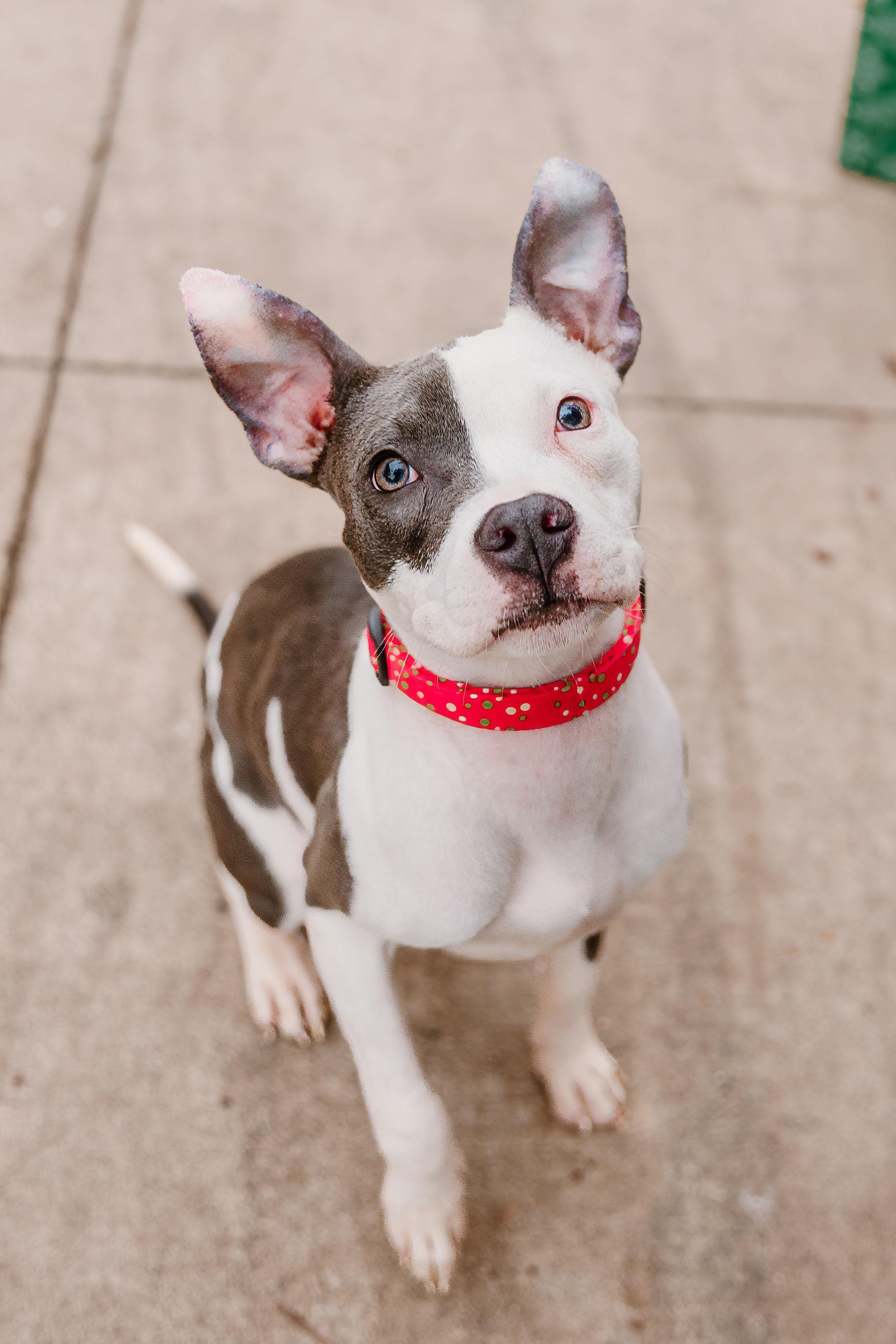 Iris, a ADOPTABLE mixed breed in Rock Hill, SC image 2/6