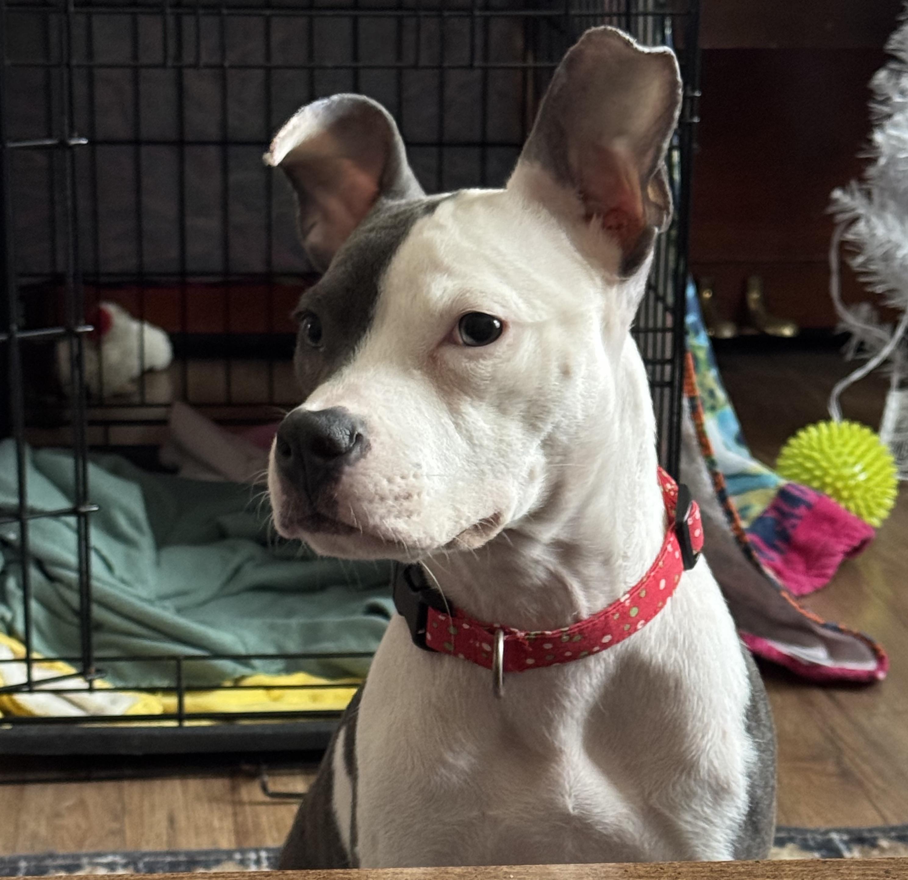 Iris, ADOPTABLE, Young Female Pit Bull Terrier.