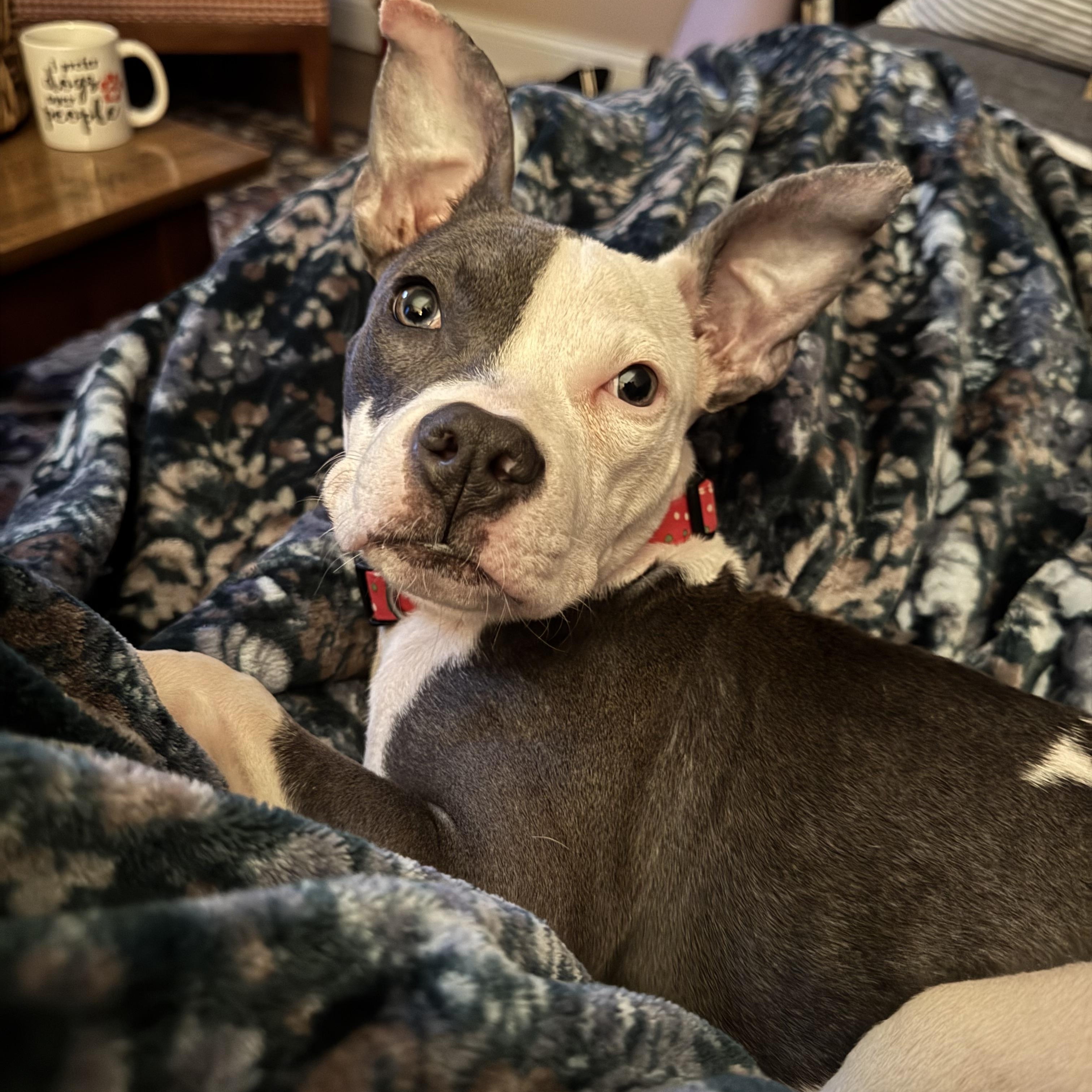 Iris, a ADOPTABLE mixed breed in Rock Hill, SC image 4/6