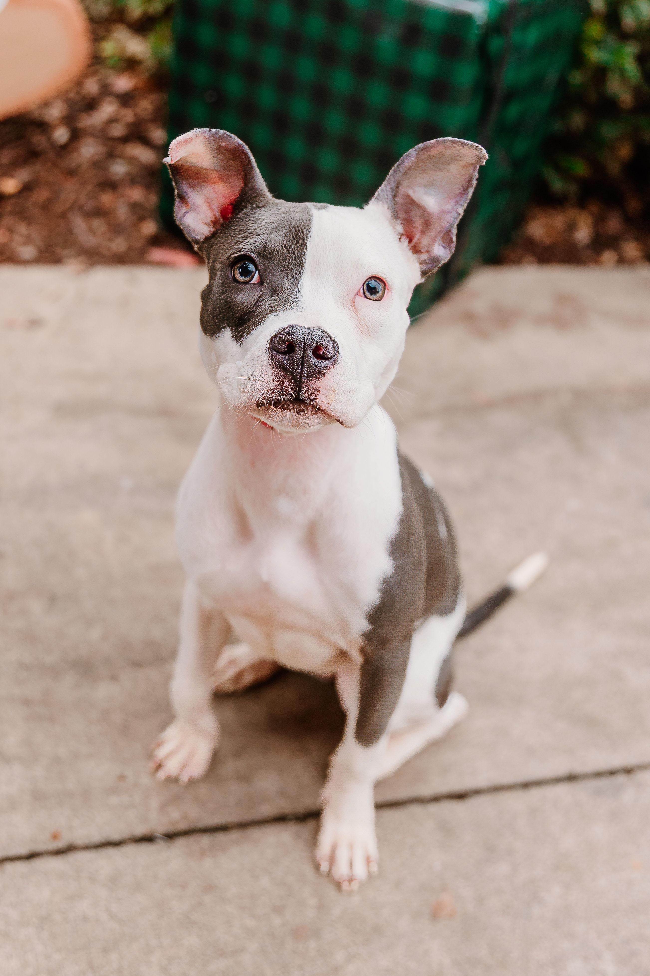 Iris, a ADOPTABLE mixed breed in Rock Hill, SC image 5/6