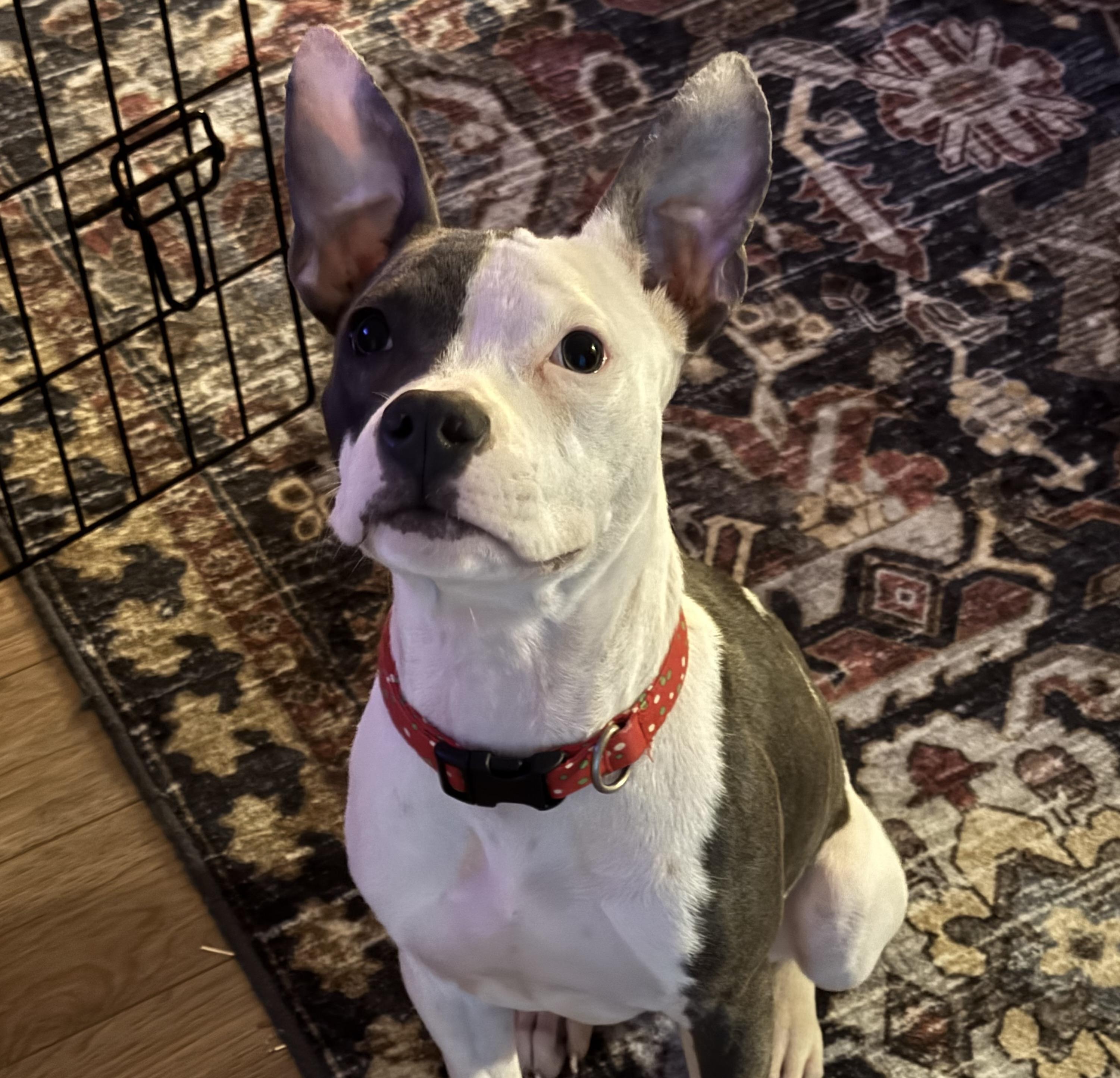 Iris, a ADOPTABLE mixed breed in Rock Hill, SC image 6/6