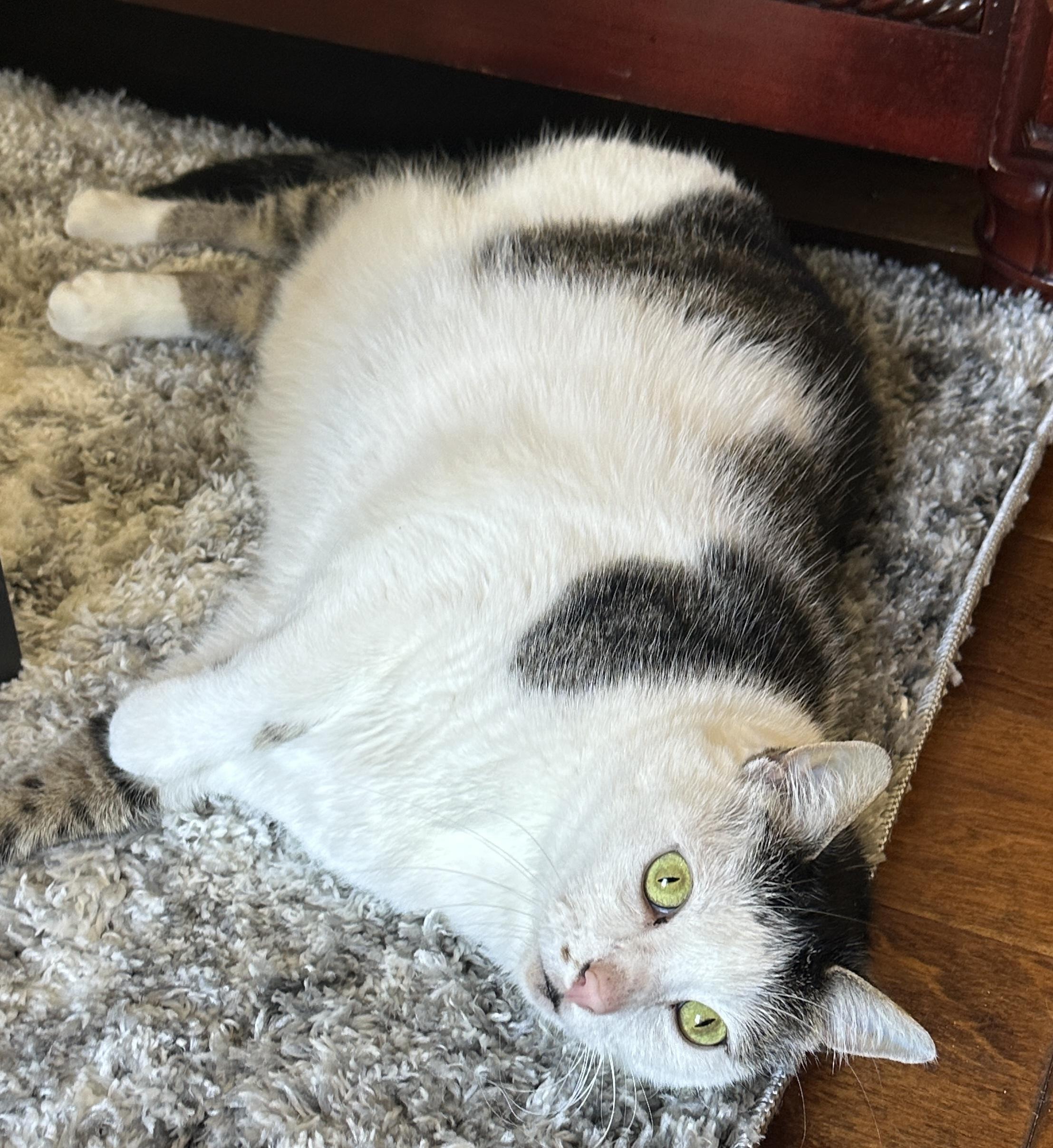 Lily, a Adoptable Domestic Short Hair in Winston-Salem, NC image 1/3