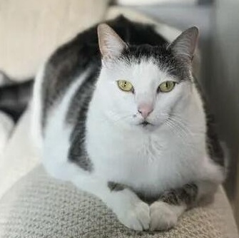 Lily, a Adoptable Domestic Short Hair in Winston-Salem, NC image 2/3