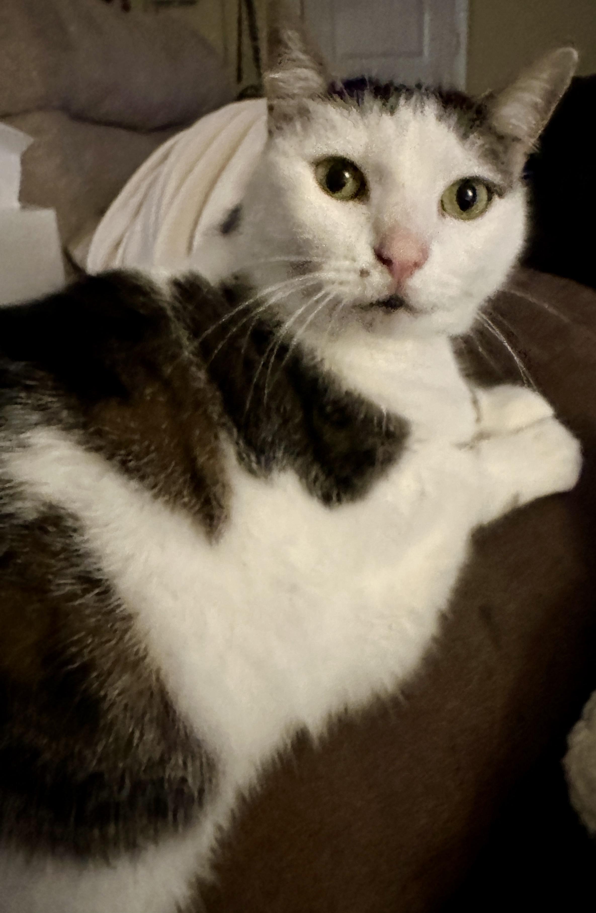 Lily, a Adoptable Domestic Short Hair in Winston-Salem, NC image 3/3