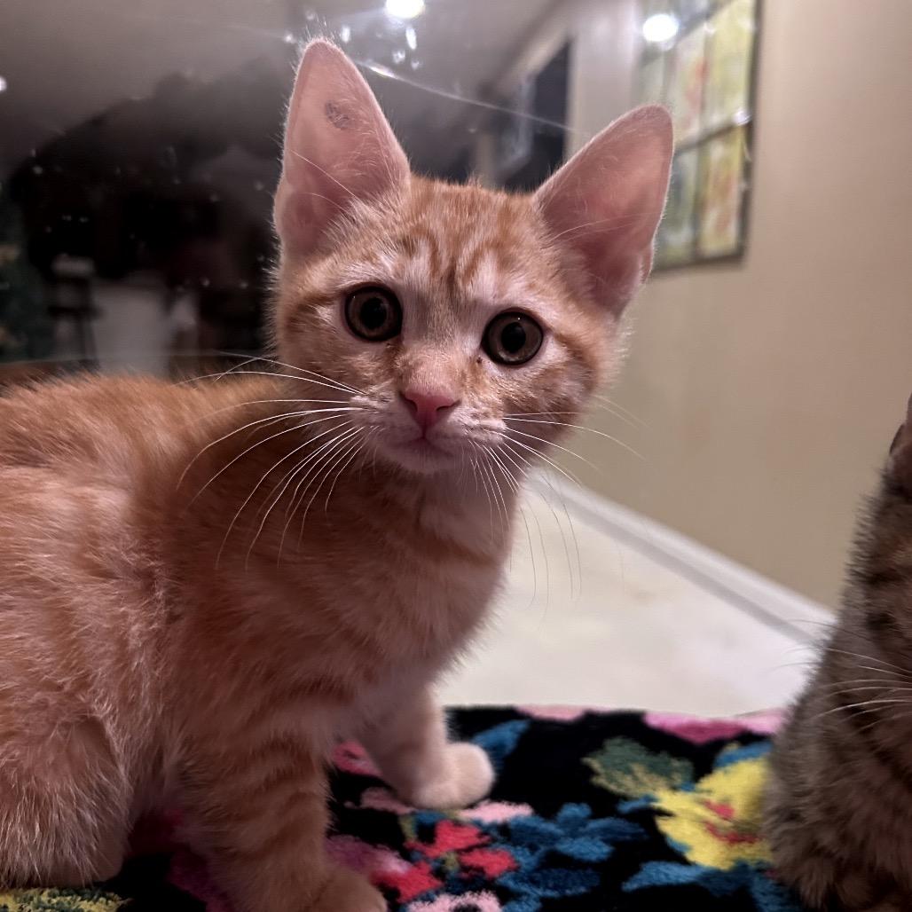 Ember, Adoptable, Kitten Male Domestic Short Hair.