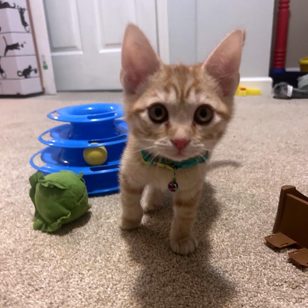 Ember, a Adoptable Domestic Short Hair in La Grange, KY image 2/5