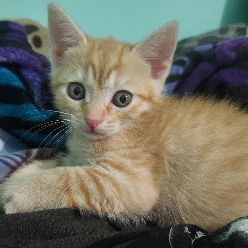 Ember, a Adoptable Domestic Short Hair in La Grange, KY image 3/5