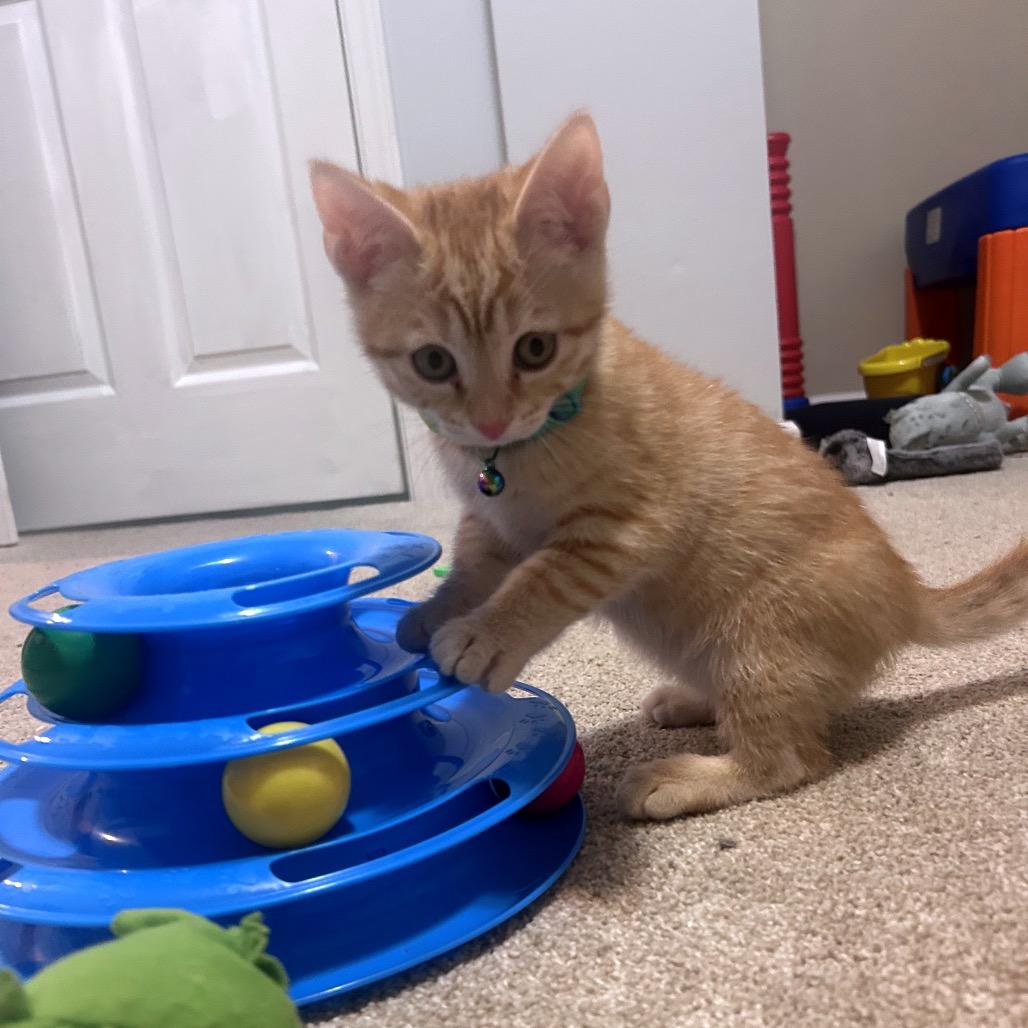 Ember, a Adoptable Domestic Short Hair in La Grange, KY image 4/5