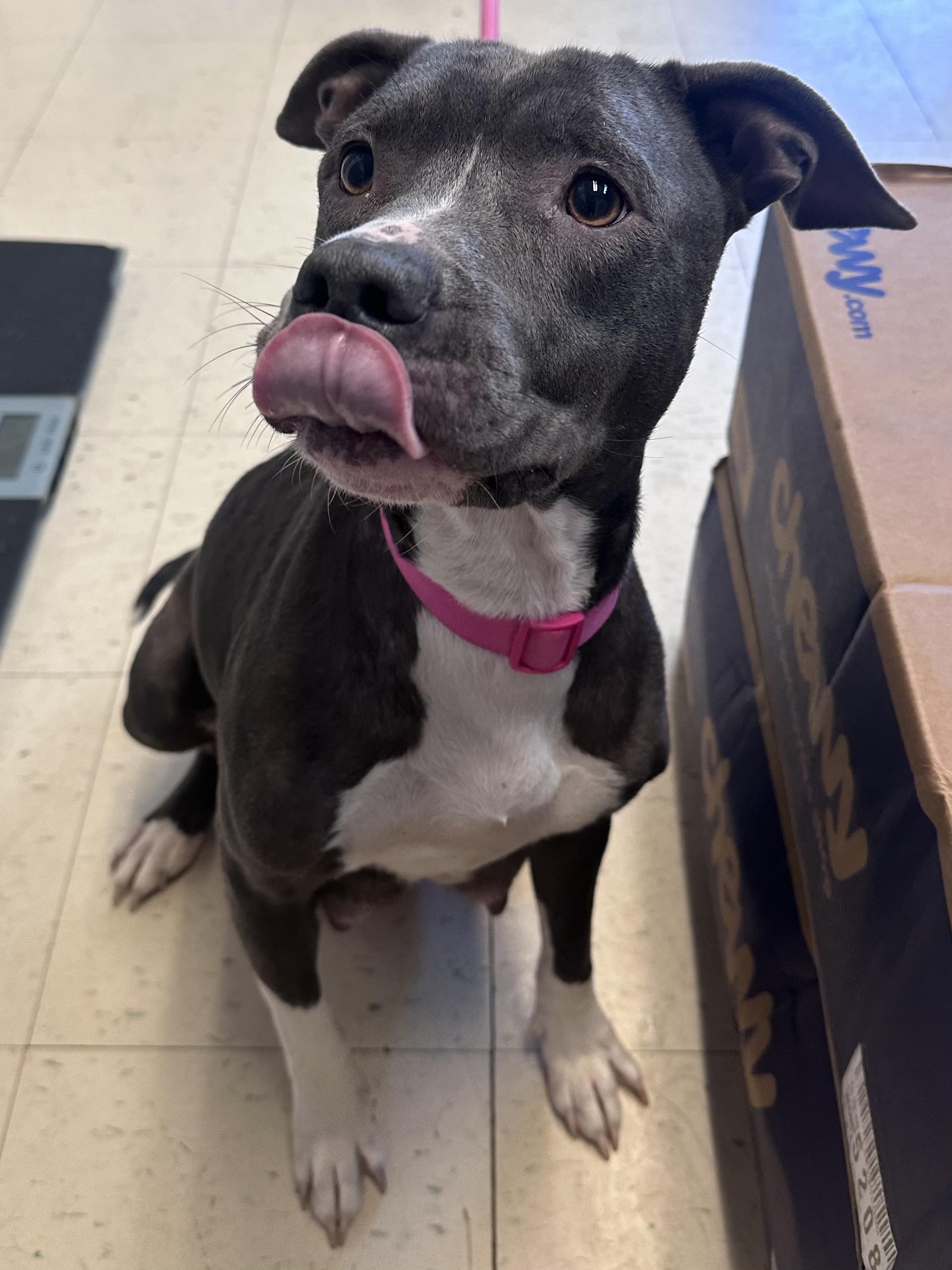 Enlarge Athena D, a Adoptable mixed breed in Dyersburg, TN image 1/2