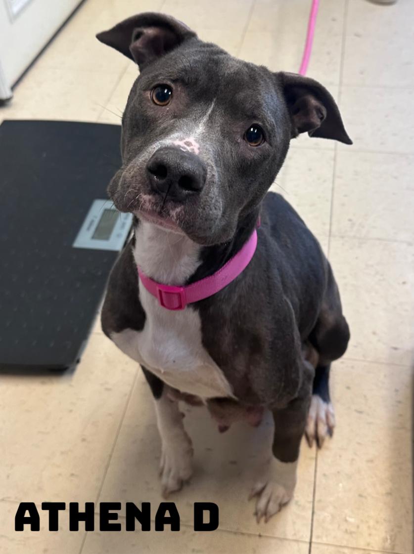 Enlarge Athena D, a Adoptable mixed breed in Dyersburg, TN image 2/2