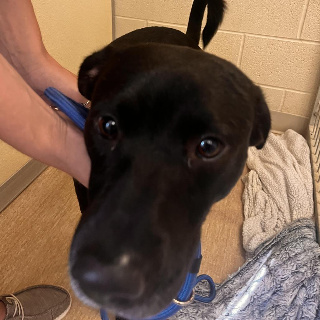 Enlarge Maverick, a Adoptable Mixed Breed in Red House, WV image 1/2